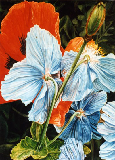 Ref.G11:Himalayan Blues.